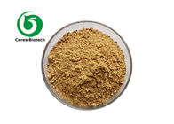 Natural 100% Polyporus Umbellatus Extract Powder Polysaccharide 10% 20%