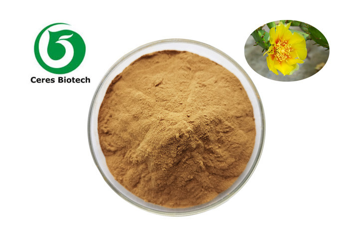 Health Care Natural Herbal Extract Opuntia Ficus Indica Powder Pharmaceutical Grade